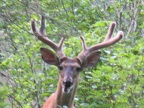 Montana 2007